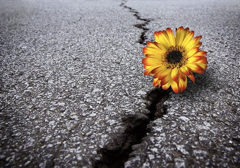 Growing in Gratitude
